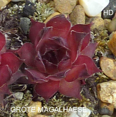 Grote Magalhaese