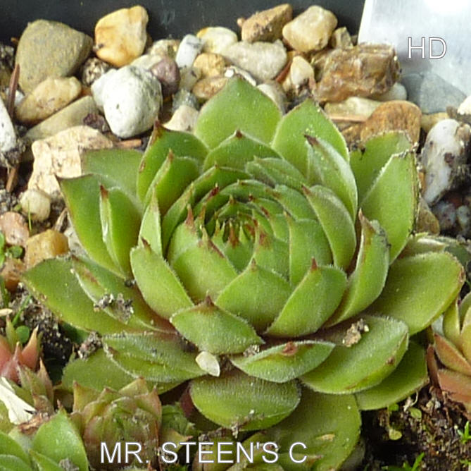 Mr. Steen's C