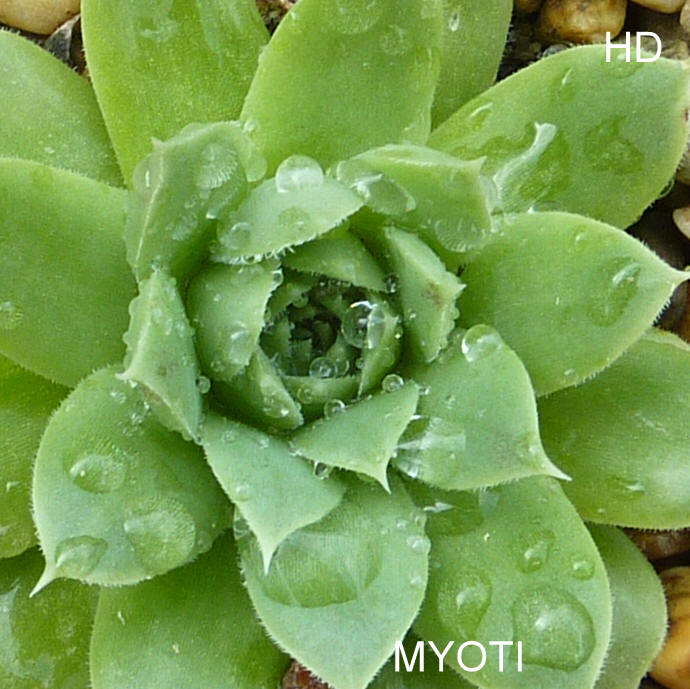 Myoti / Jovi