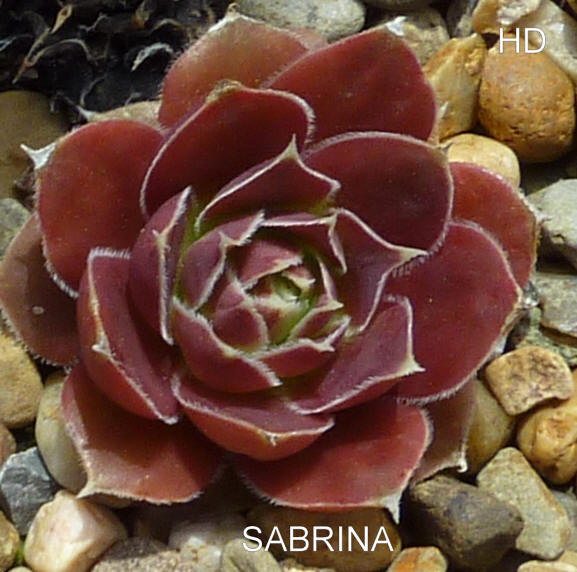 Sabrina / Jovi