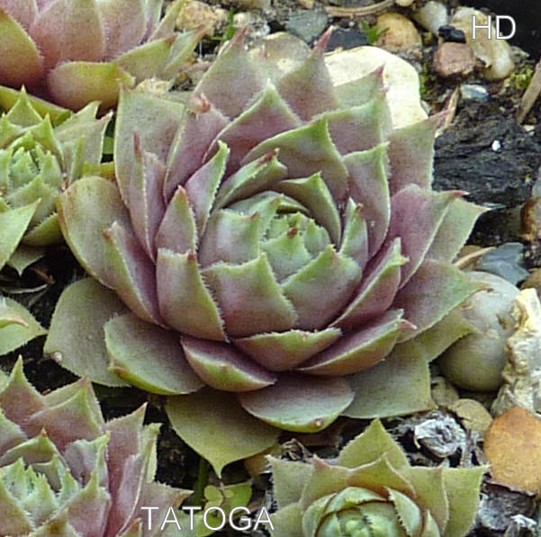 Tatoga