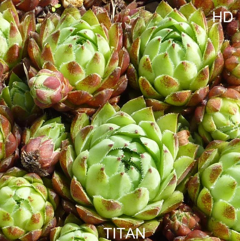 Titan / Jovi