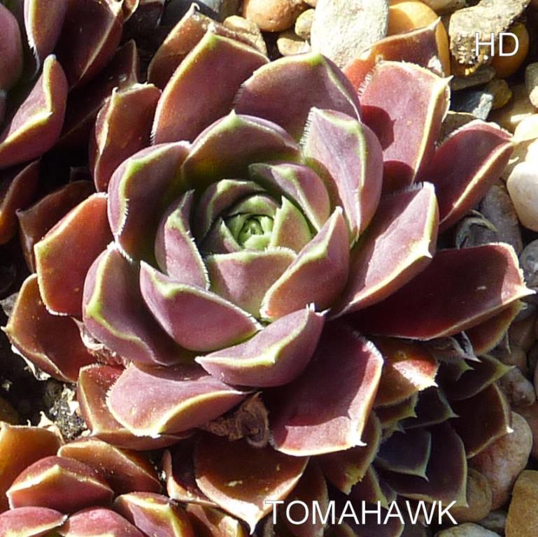 Tomahawk / Jovi
