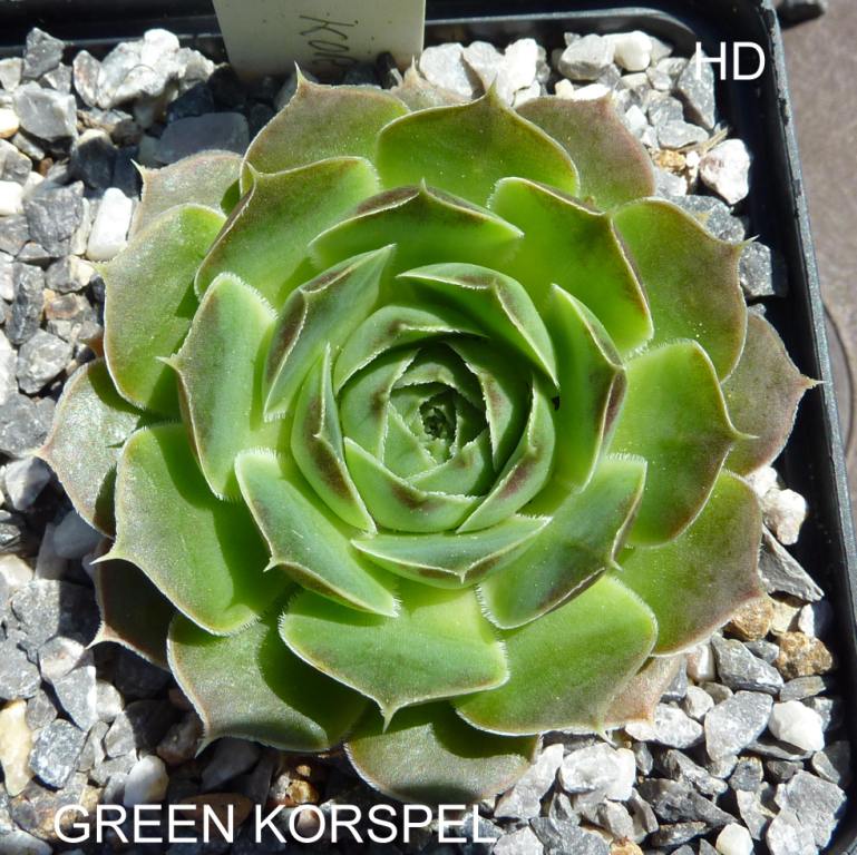 Green Korspel / Jovi