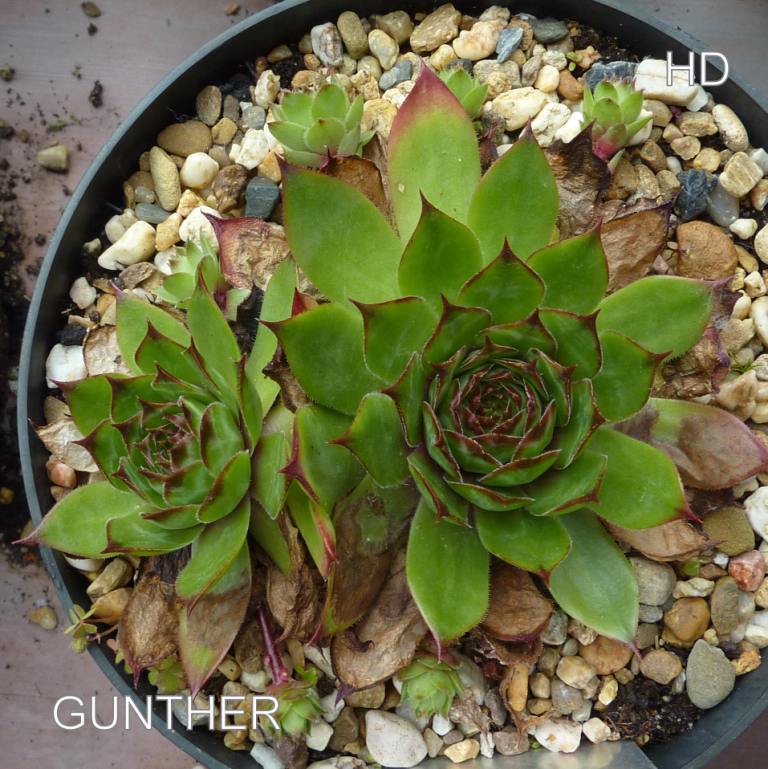 Gunther