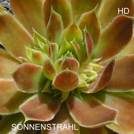 Sonnenstrahl / Jovi