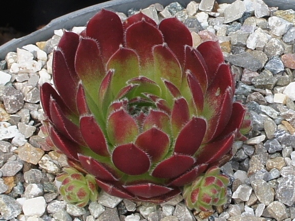 Terlamen