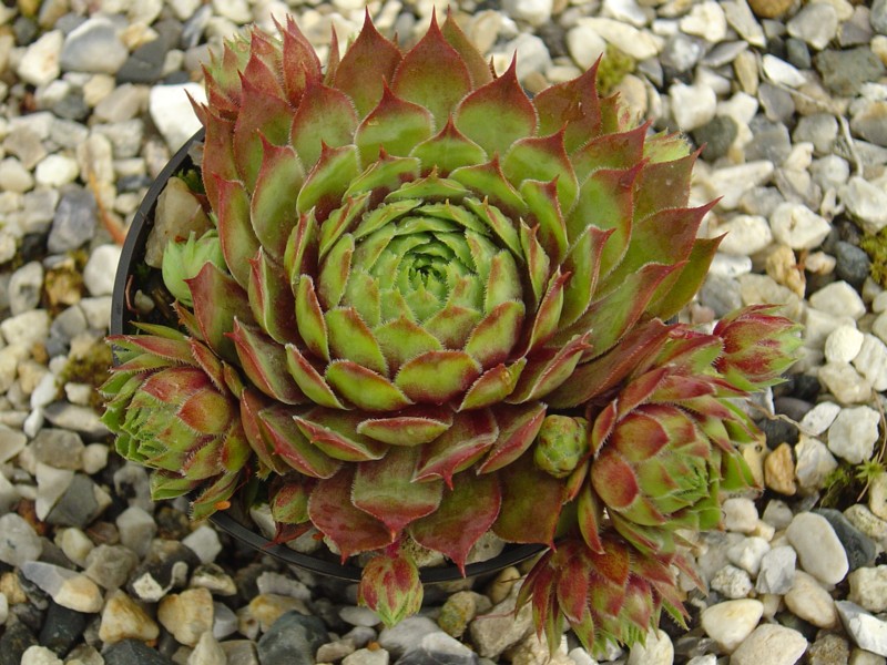 Pallida