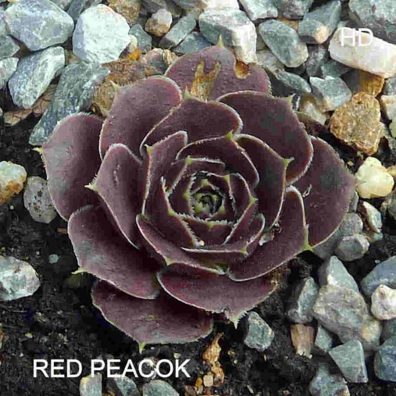 Red Peacock / Jovi
