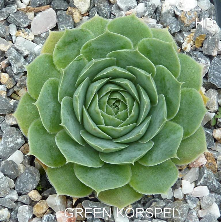 Green Korspel / Jovi