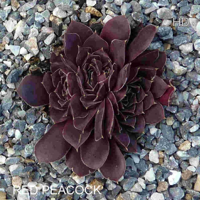 Red Peacock / Jovi