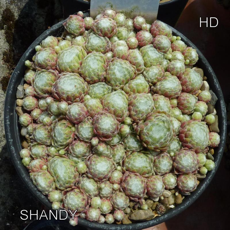 Shandy