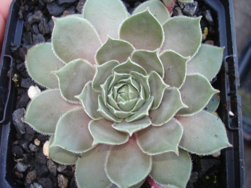 Silver Sixpence