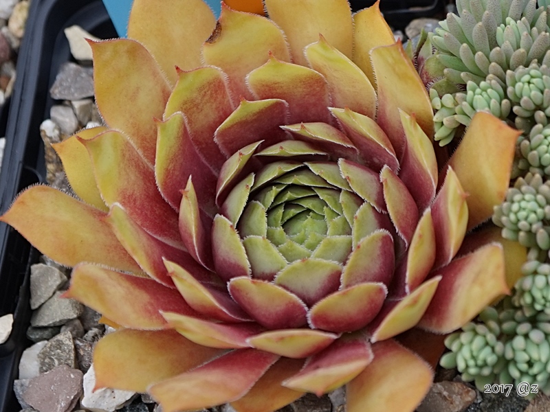 Pallida