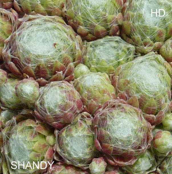 Shandy
