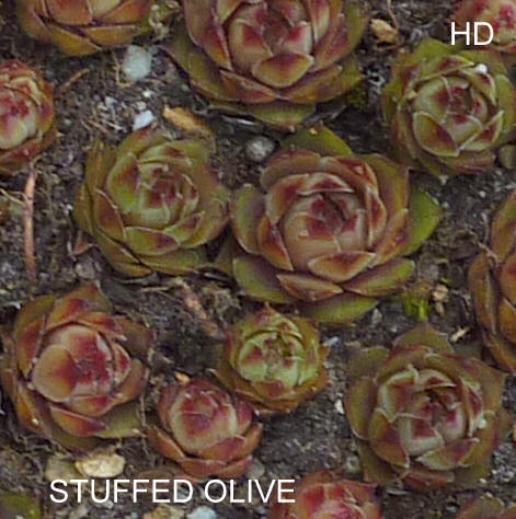 Stuffed Olive