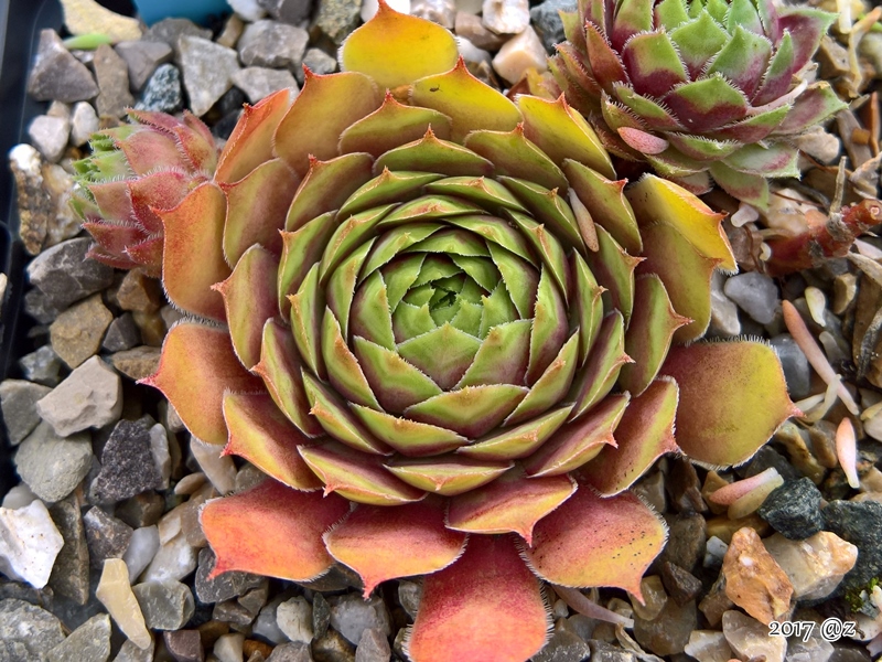 Pallida