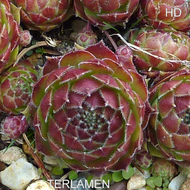 Terlamen