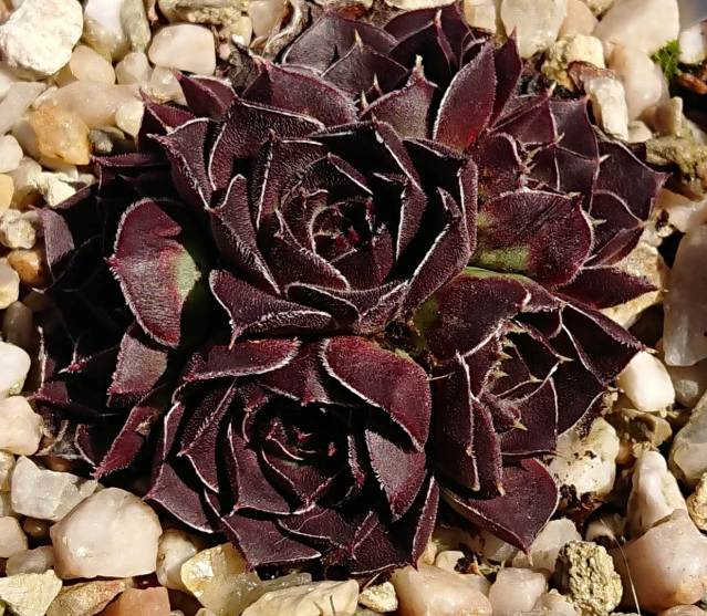 Mount Baker / Jovi
