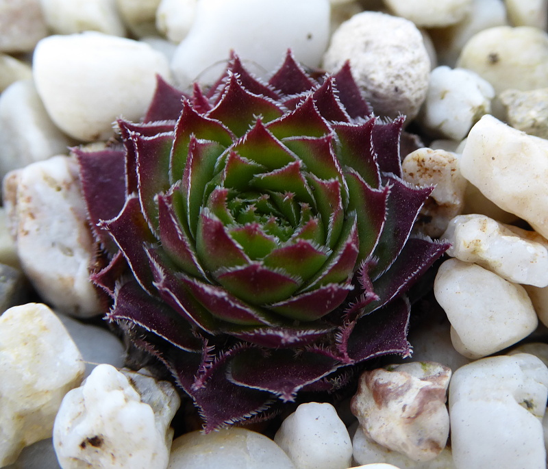Pallida