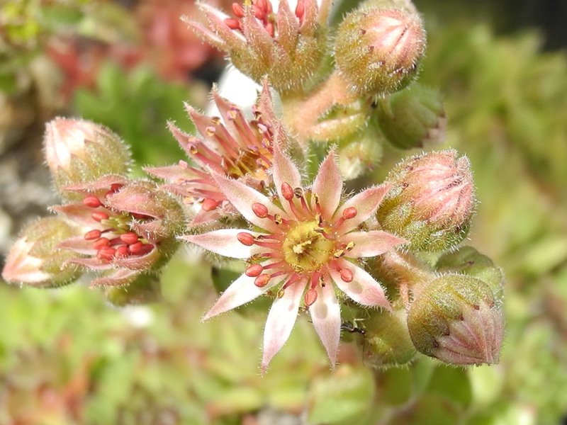 Papucchini
