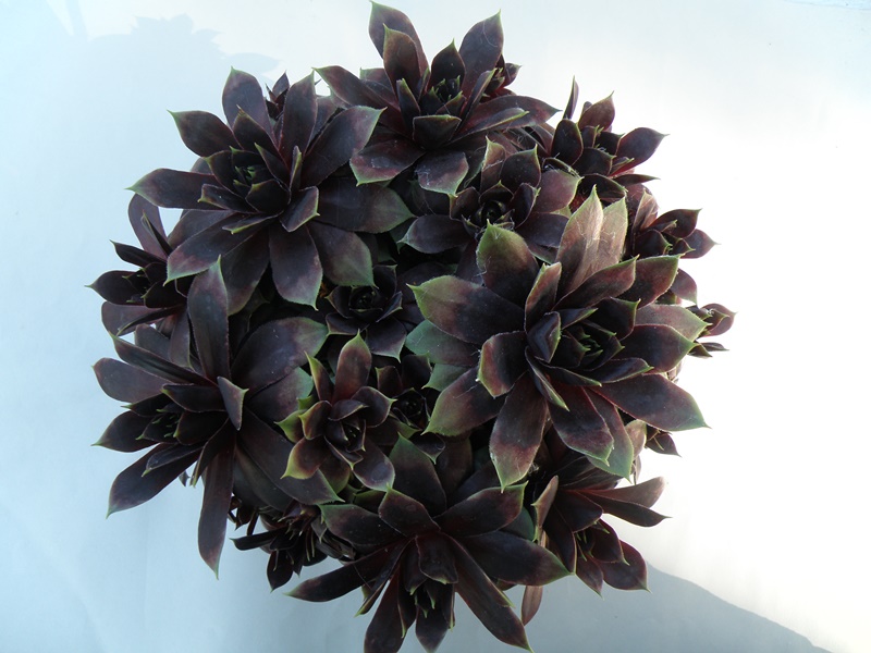 Raven Heart