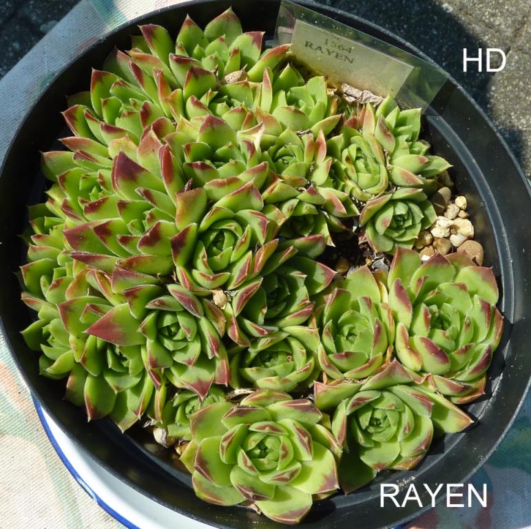 Rayen / Jovi