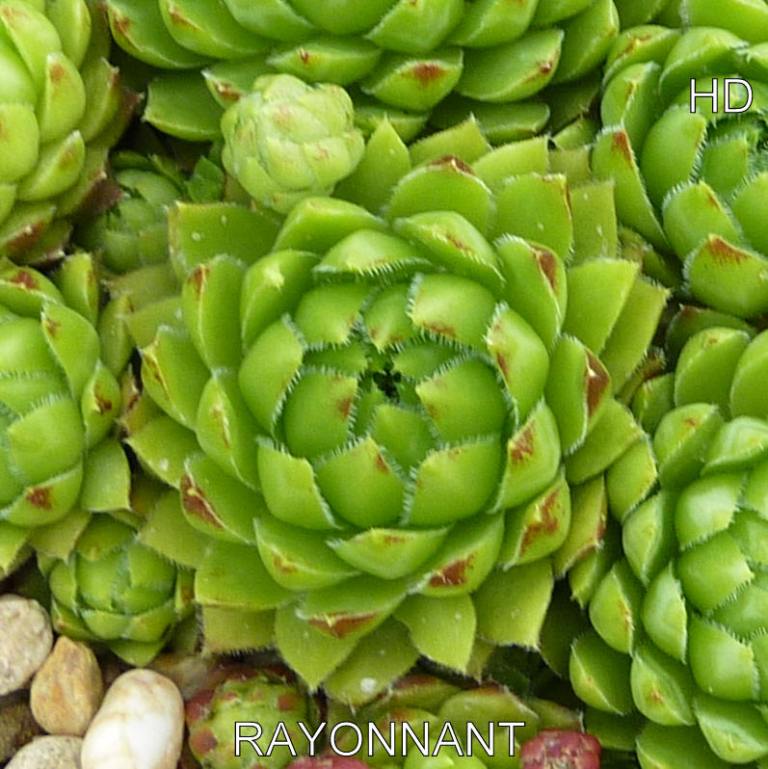 Rayonnant / Jovi