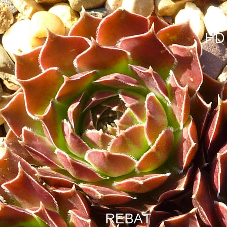 Rebat / Jovi