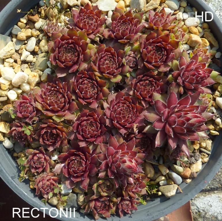 Rectonii