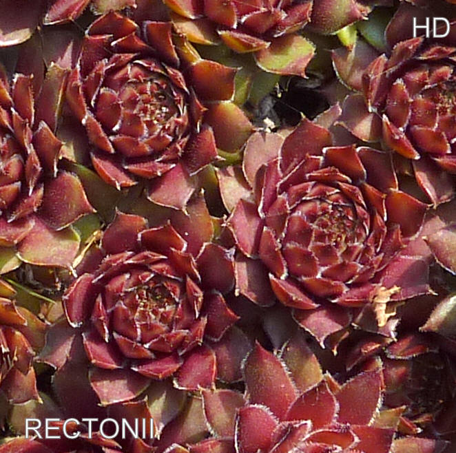 Rectonii