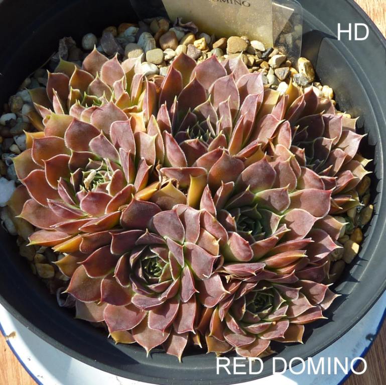 Red Domino / Jovi