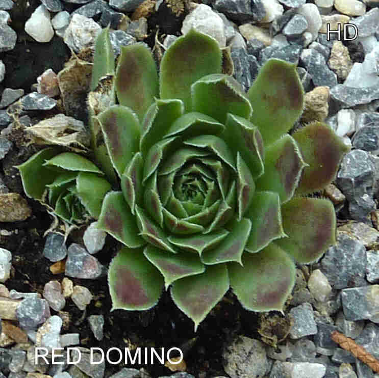 Red Domino / Jovi