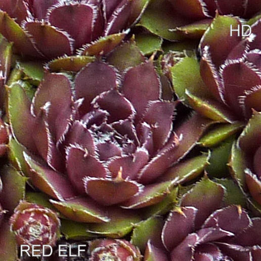 Red Elf