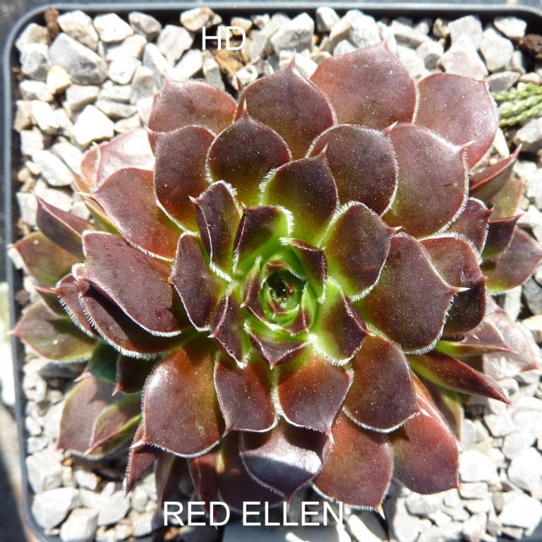 Red Ellen / Jovi