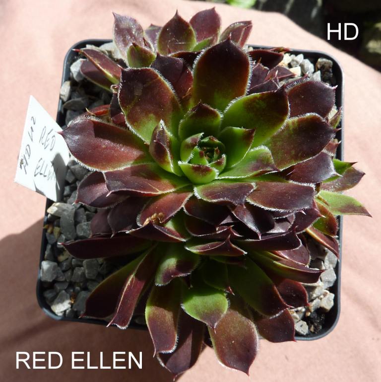 Red Ellen / Jovi
