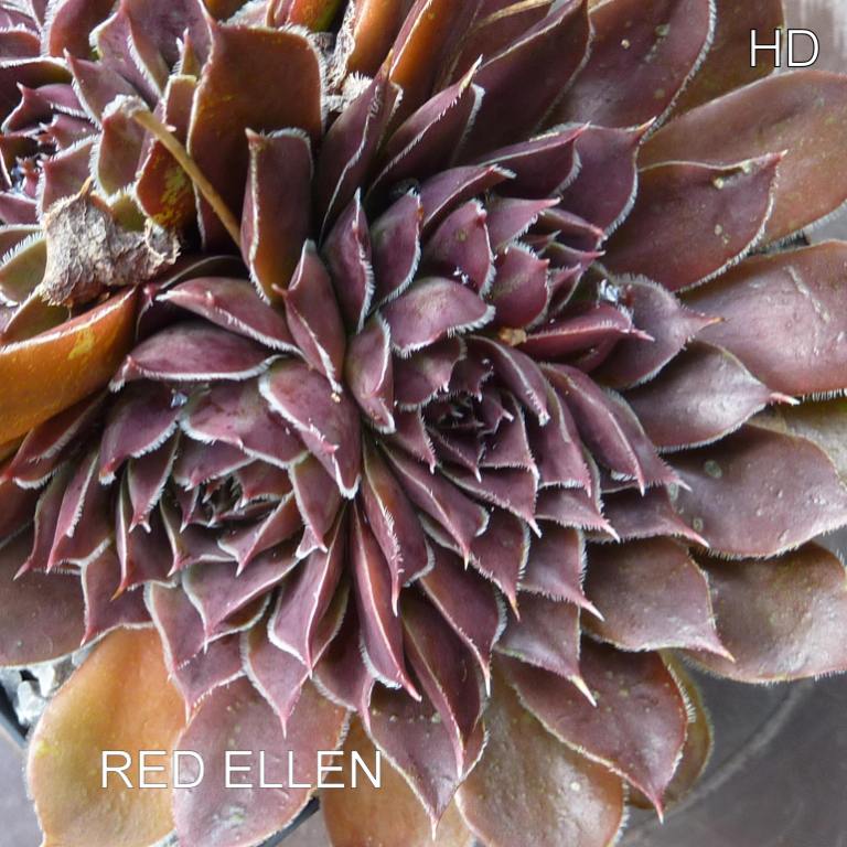 Red Ellen / Jovi