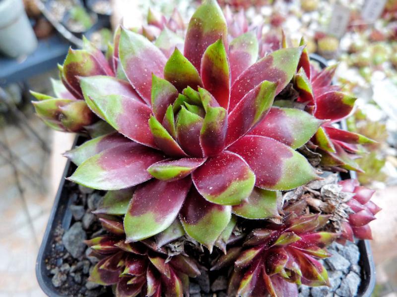 Red Flame
