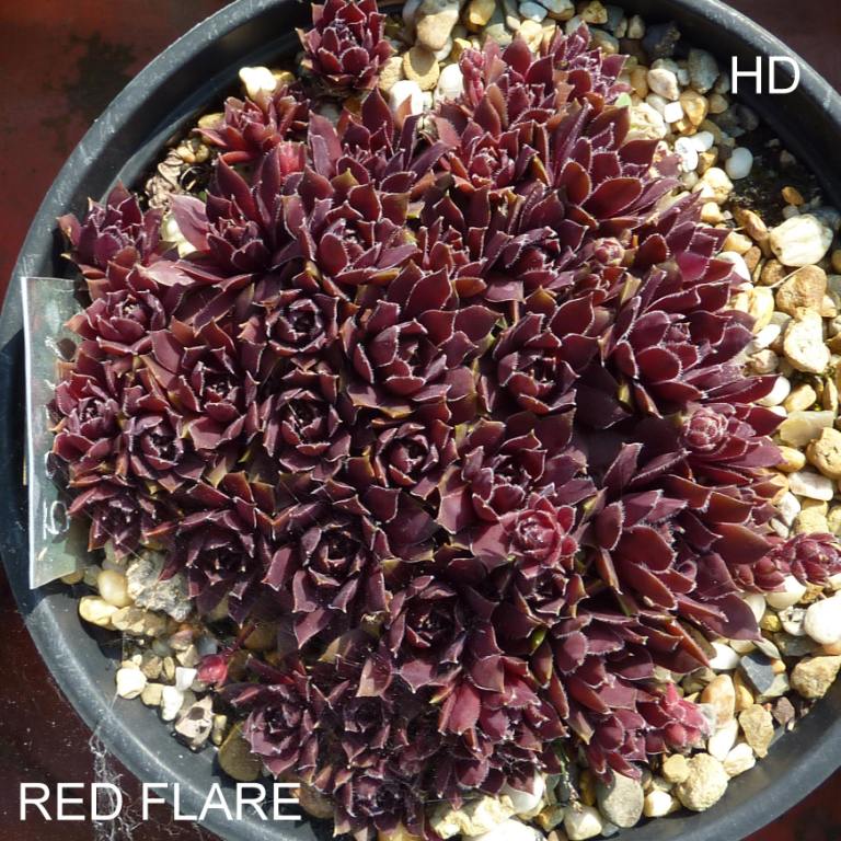 Red Flare