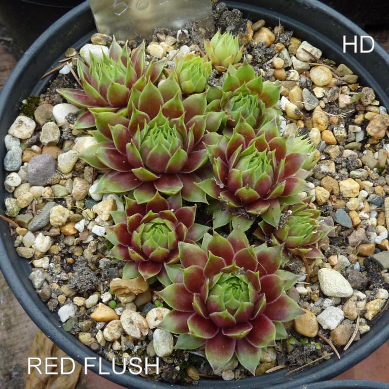 Red Flush