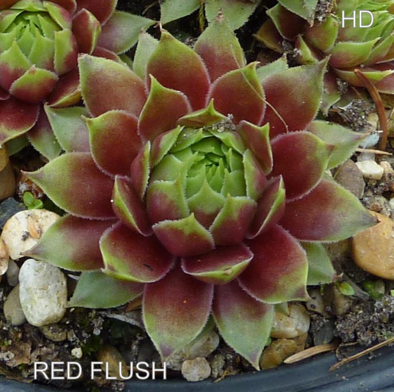 Red Flush