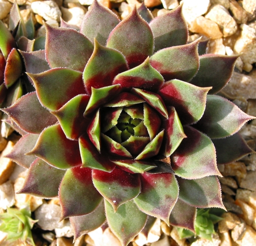 Red Flush