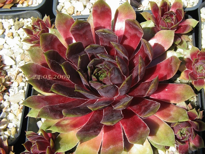Red Glean