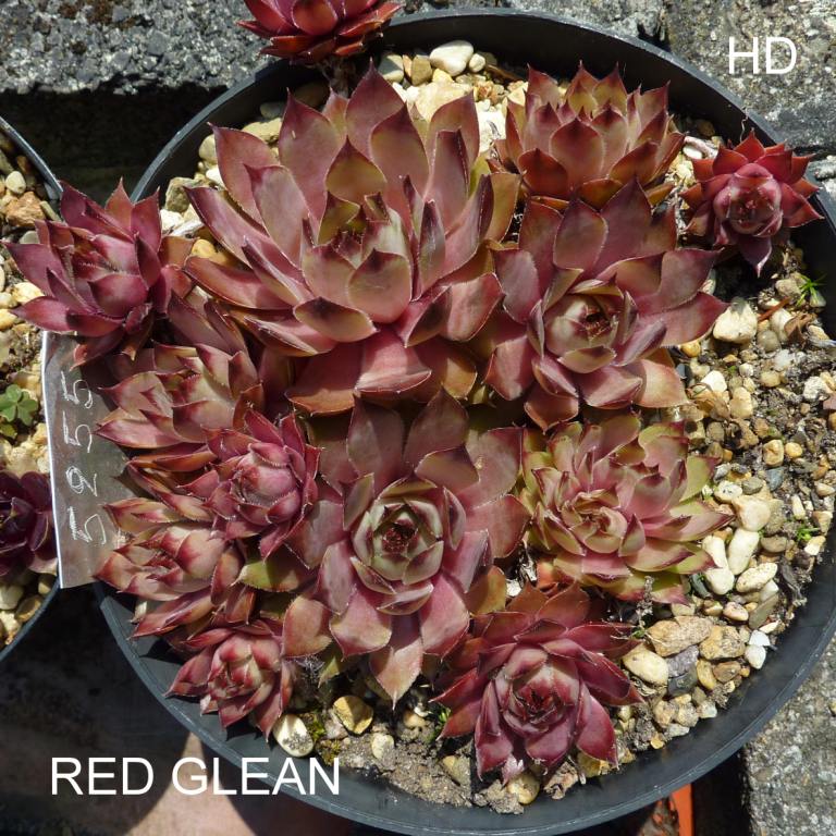 Red Glean