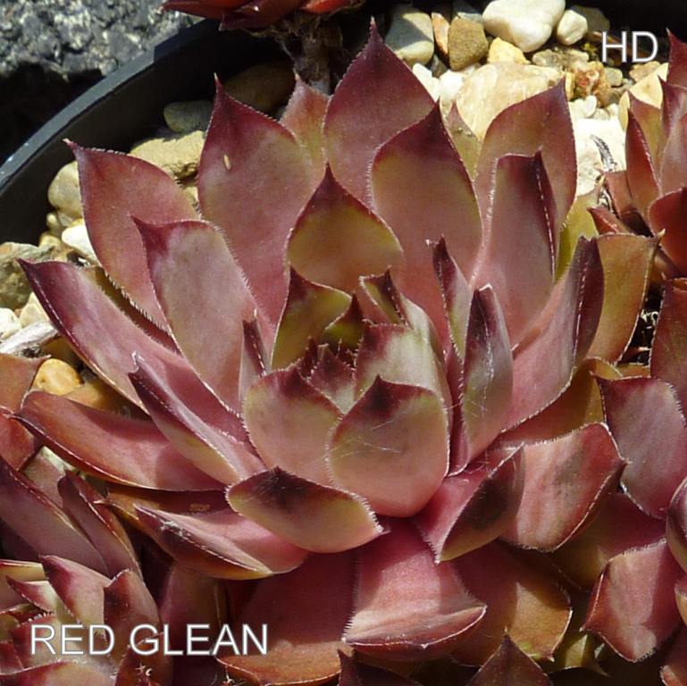 Red Glean