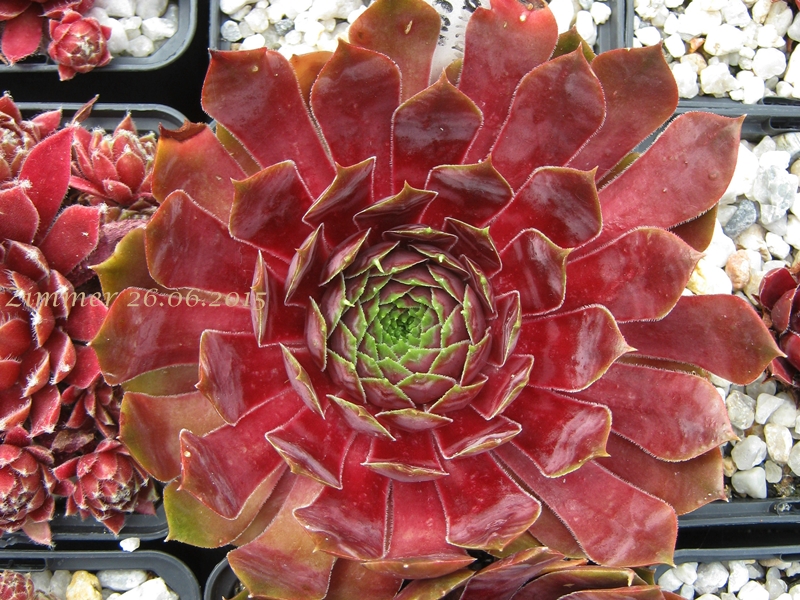 Red Glean