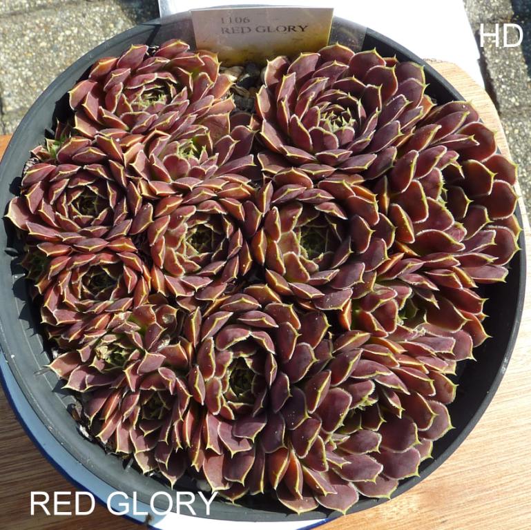 Red Glory / Jovi