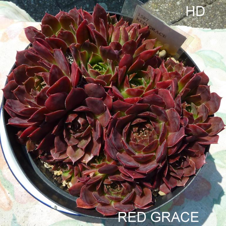 Red Grace / Jovi