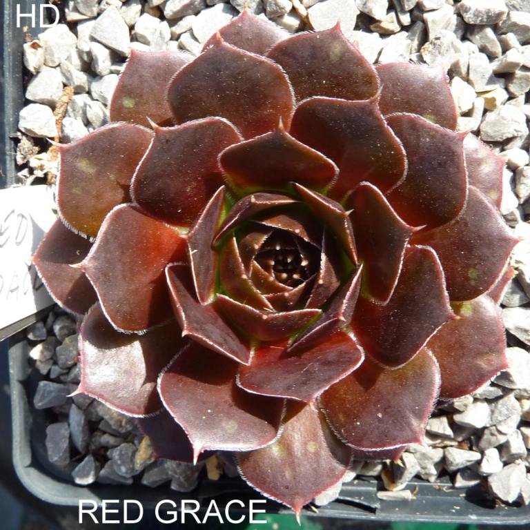 Red Grace / Jovi