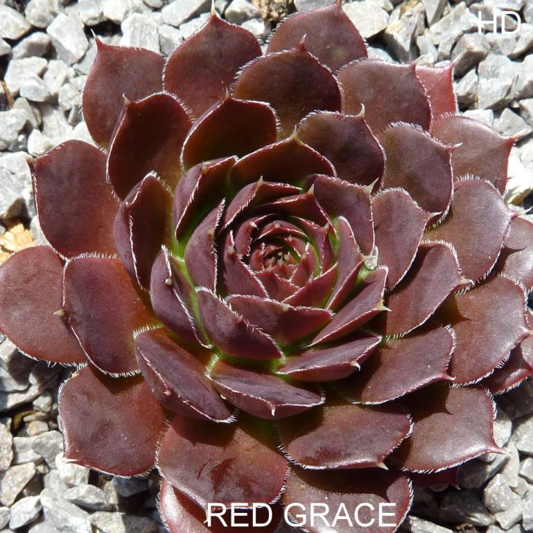 Red Grace / Jovi